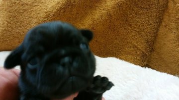 パグ【愛知県・女の子・2016年5月15日・ブラック】の写真「よく食べよく寝る健康優良児！」
