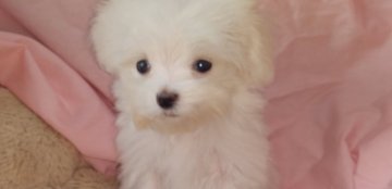 マルチーズ【愛知県・女の子・2020年12月15日・ホワイト】の写真「ちびちびお姫様」