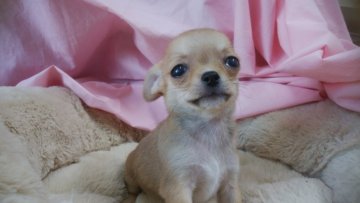 チワワ(スムース)【愛知県・男の子・2018年11月18日・フォーン】の写真「むちむちイケメン君」