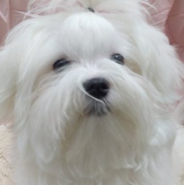 マルチーズ【愛知県・男の子・2022年9月24日・ホワイト】の写真「穏やかな僕ちゃん父親チャンピオン」