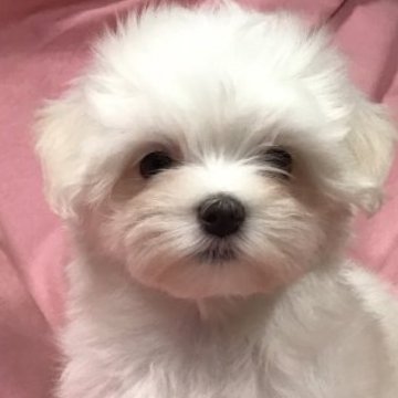 マルチーズ【愛知県・男の子・2023年1月25日・ホワイト】の写真「モコモコむっちりおぼちゃま。」
