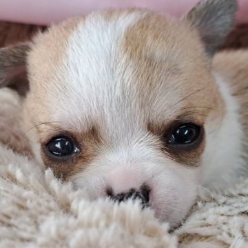 チワワ(スムース)【愛知県・女の子・2024年8月3日・レッド&ホワイト】の写真「お目め丸丸お嬢様」
