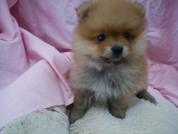ポメラニアン【愛知県・男の子・2017年8月4日・オレンジ】の写真「小ぶりでぺちゃ顔のおぼちゃま」