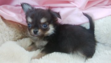 チワワ(ロング)【愛知県・男の子・2018年11月18日・ブラッククリーム】の写真「極小タイプのイケメン君」