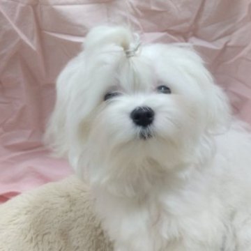 マルチーズ【愛知県・男の子・2022年9月25日・ホワイト】の写真「ちびちびサイズの大人しいイケメン君。」
