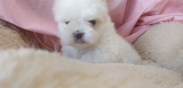 マルチーズ【愛知県・男の子・2020年12月29日・ホワイト】の写真「イケメン君」