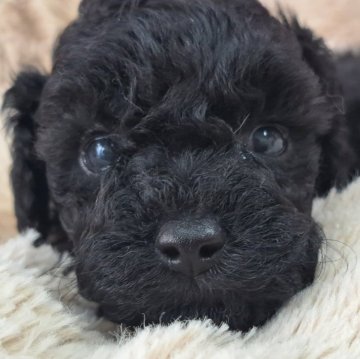 トイプードル(トイ)【愛知県・男の子・2024年9月3日・シルバー予想】の写真「小さいタイプのプードルちゃん」