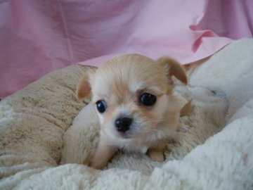 チワワ(ロング)【愛知県・女の子・2017年12月12日・クリーム】の写真「ぺちゃがおの・クリーム色のお嬢さん」