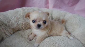 チワワ(ロング)【愛知県・女の子・2018年8月24日・クリーム】の写真「ぺちゃがおのお姫様」