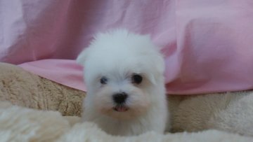 マルチーズ【愛知県・男の子・2018年12月16日・ホワイト】の写真「モコモコイケメン君」