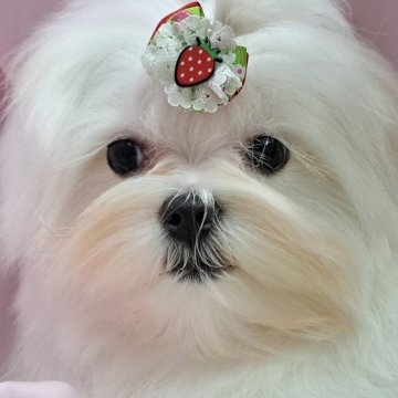 マルチーズ【愛知県・女の子・2023年10月28日・ホワイト】の写真「ペチャ顔胴詰まりなお姫様。」