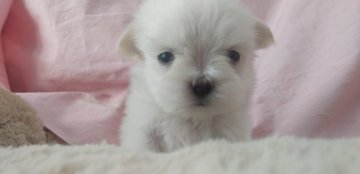 マルチーズ【愛知県・男の子・2020年12月15日・ホワイト】の写真「ちびちび僕ちゃん」