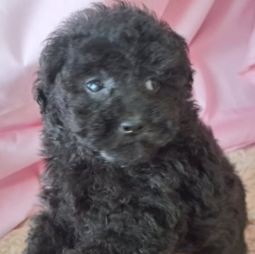 トイプードル(タイニー)【愛知県・女の子・2024年3月3日・シルバー】の写真「お雛様生まれのお姫様👸」