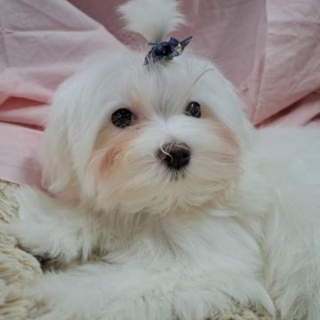 マルチーズ【愛知県・男の子・2023年1月31日・ホワイト】の写真「モコモコぼくちゃん」