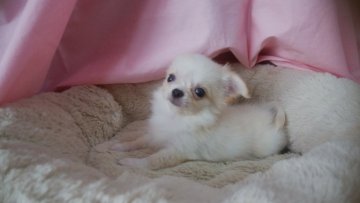 チワワ(ロング)【愛知県・男の子・2018年8月7日・クリーム】の写真「まっ白な・イケメン君」