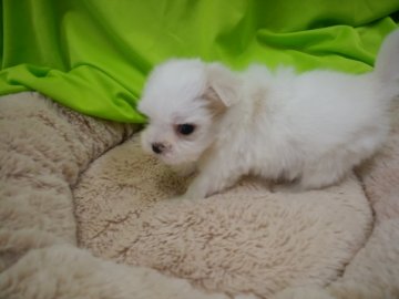 マルチーズ【愛知県・男の子・2017年2月25日・ホワイト】の写真「小ぶりで元気いっぱいイケメン君」
