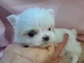 マルチーズ【愛知県・男の子・2024年3月30日・ホワイト】の写真2