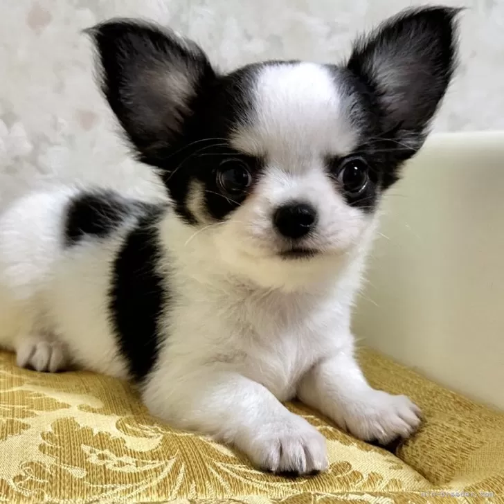 チワワ(ロング)【徳島県・男の子・2025年9月6日・ブラックタン&amp;ホワイト】の写真1