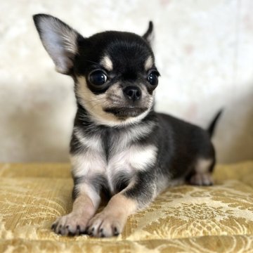 チワワ(スムース)【徳島県・男の子・2024年11月5日・ブラックタン】の写真「小さな子」