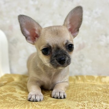 チワワ(スムース)【徳島県・男の子・2025年9月6日・フォーン】の写真「可愛いです」