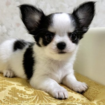 チワワ(ロング)【徳島県・男の子・2025年9月6日・ブラックタン&ホワイト】の写真「可愛いです」