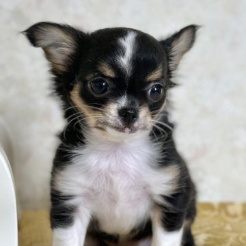 チワワ(ロング)【徳島県・男の子・2025年8月30日・ブラックタン&ホワイト】の写真「活発な子」