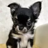 チワワ(ロング)