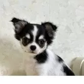 チワワ(ロング)