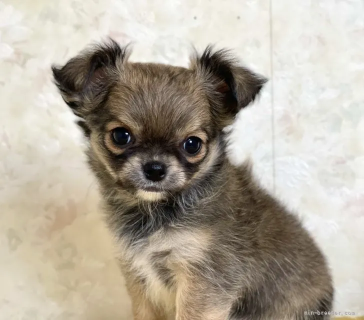 ID：2202-01792の子犬