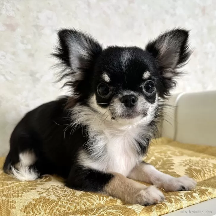 M.K 様のお迎えした子犬