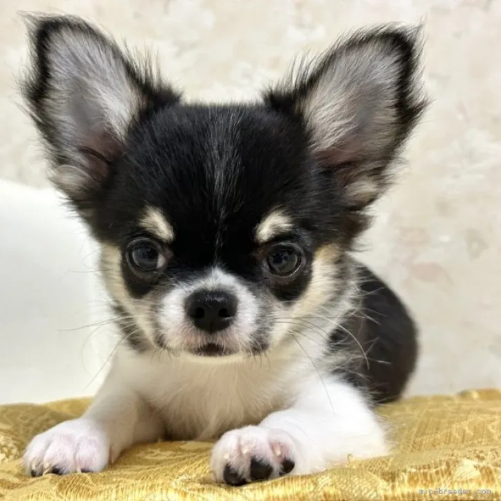 ID：2310-01363の子犬