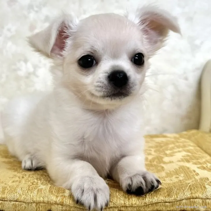ID：2310-02228の子犬