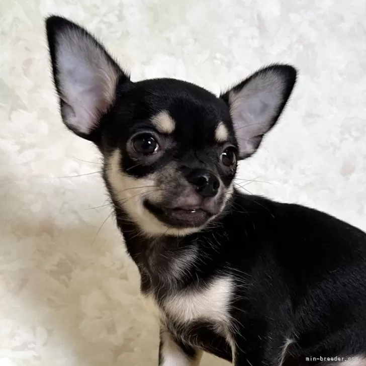 T 様のお迎えした子犬
