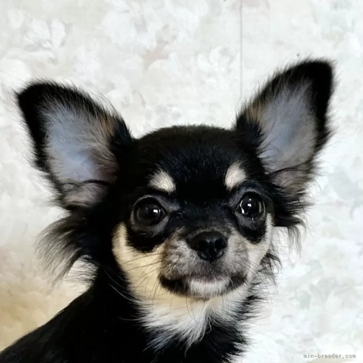 ID：2310-02652の子犬