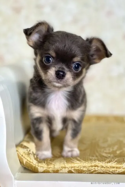 ID:2101-00821の子犬