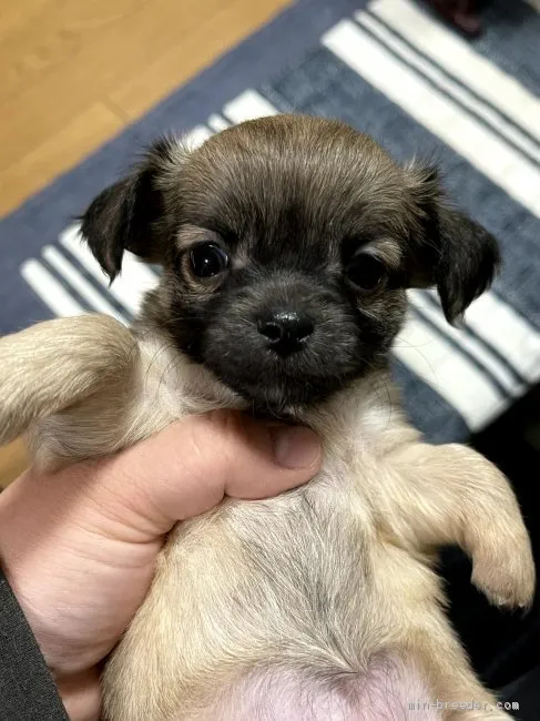 ID：2012-03566の子犬