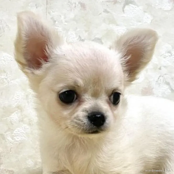 ID:2209-01319の子犬
