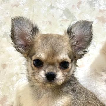 チワワ(ロング)【徳島県・女の子・2022年7月25日・フォーン】の写真「可愛いです！」