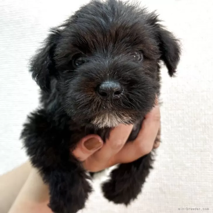 ID：2508-08909の子犬