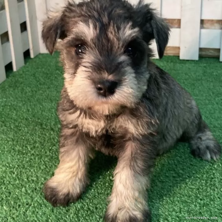 ID：2412-02236の子犬