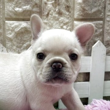 フレンチブルドッグ【大阪府・女の子・2025年4月26日・クリーム】の写真「くつちゃ寝くっちゃ寝の可愛い女の子」