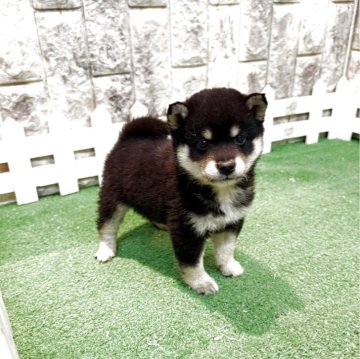 柴犬(豆柴)【大阪府・男の子・2025年6月14日・黒】の写真「元気満腹」