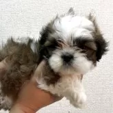 シーズー