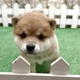 豆柴