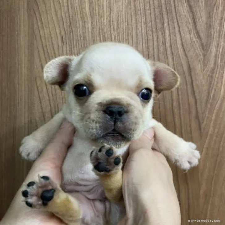 ID：2309-04332の子犬