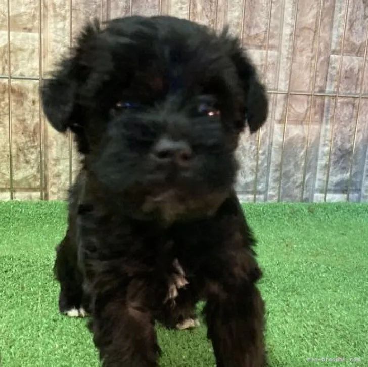 ID：2311-03972の子犬