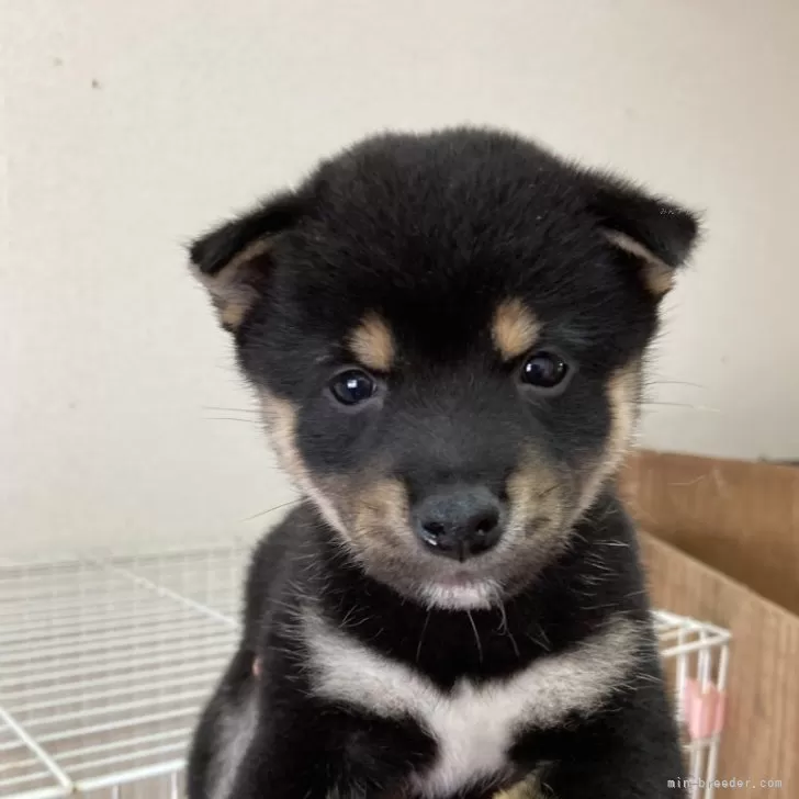 ID:2407-07980の子犬