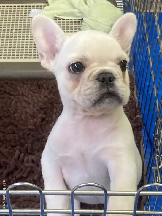 ID：2107-03632の子犬