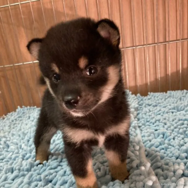 ID:2310-06829の子犬