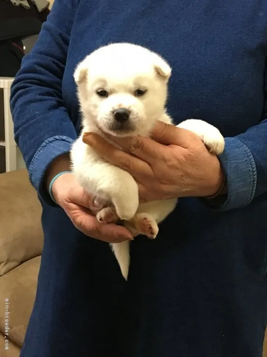 ID:1803-00898の子犬